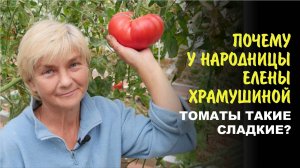 Дефицит калия у томатов. Как получить томаты сладкие и здоровые.
