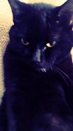 #кот #чёрный #красавчик #харизма