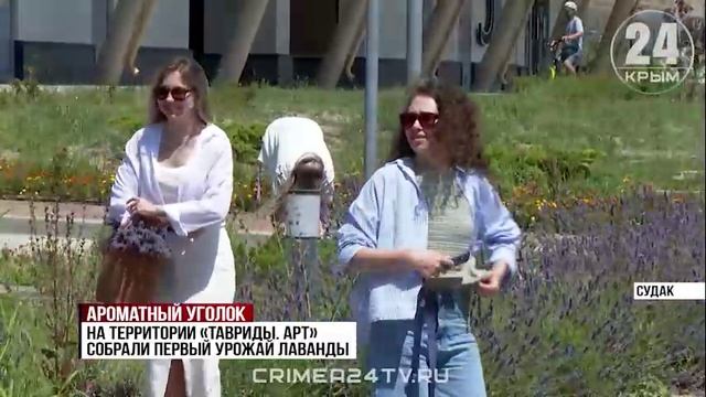 Первый урожай лаванды собрали на территории «Таврида. АРТ» в Судаке