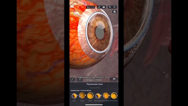 Как устроено глазное яблоко?️ #anatomy #medicine