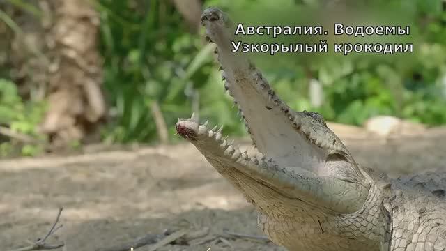 Австралия. Узкорылый крокодил. Документальный фильм
