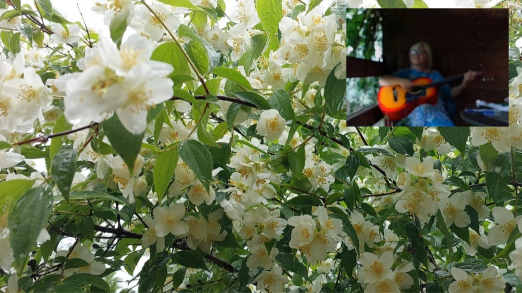 Дачные посиделки. Романс. На заре ты её не буди.