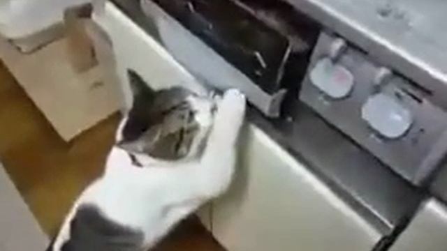 КОТИК РЕШИЛ ПРОВЕРИТЬ ПРИГОТОВИЛОСЬ БЛЮДО ИЛИ ЕЩЁ НЕТ