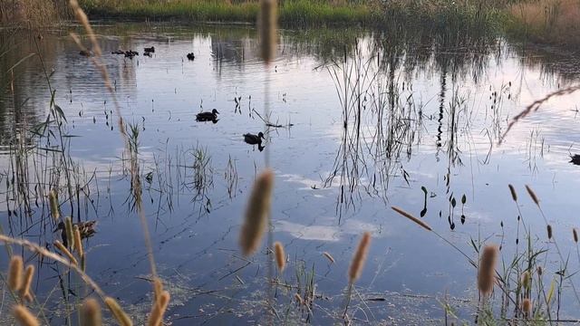Утки на пруду 🦆🦆🦆 кряканье уточек. Антистресс. Природа. смотреть онлайн