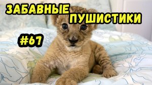 Я РЖАЛ ДО СЛЕЗ 😹 СМЕШНЫЕ КОШКИ И СОБАКИ  СМЕШНЫЕ ЖИВОТНЫЕ 2025 😹 ЛУЧШИЕ ПРИКОЛЫ #67