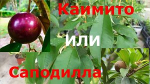 Обзор-Любимые растения! Каимито или Саподилла, что для меня вкуснее? Выращиваю экзотику в теплице.