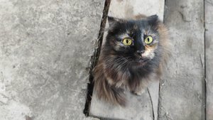 Два спиналька и котята