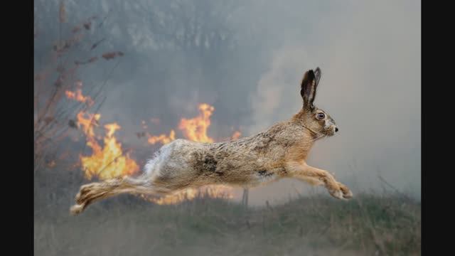Костерчик