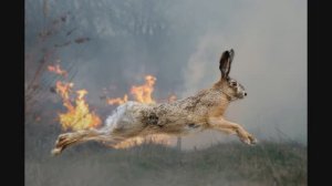 Костерчик