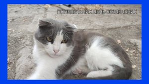 КОТИК ЧИЛИТ