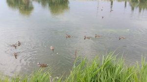 В жару +35° лучший отдых у озера👍🌊