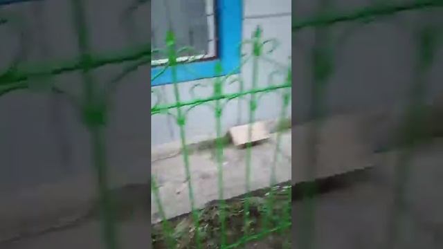 Крашу забор