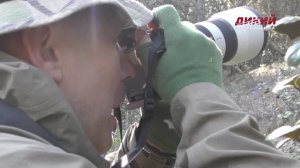 В объективе. Кипрский муфлон