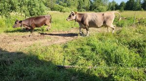Подготавливаем поле к выпасу коров. Деревенские будни семьи в деревне.