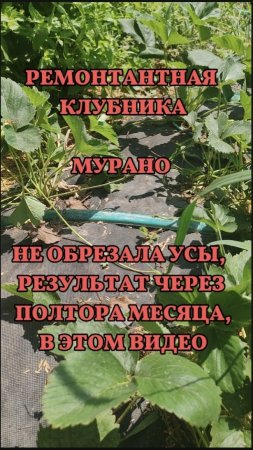Ремонтантная клубника. удалять усы или нет? доказательное огородничество😆 результат  в этом видео