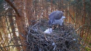 Третий малыш! Семья ястребов растёт – родителям теперь есть о ком заботиться!