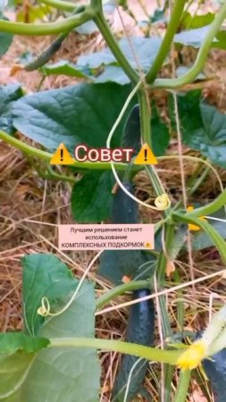 Чем подкормить огурцы в жару🔥🔥🔥