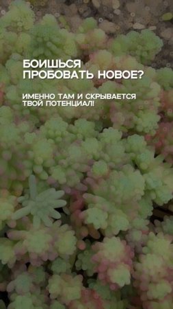НЕ бойся, ведь у тебя есть ASTERICA 🙌