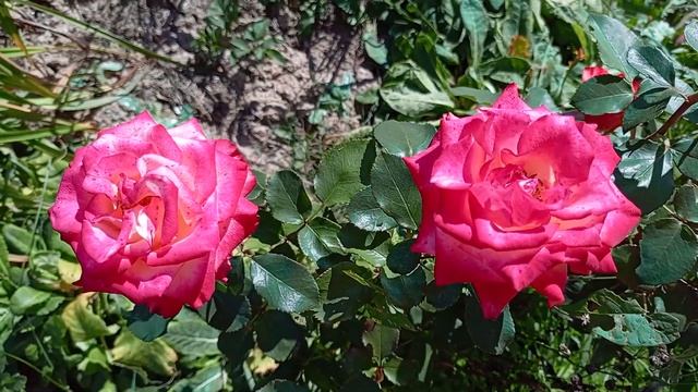 245. Вышивальный сентябрь! Вышивка крестом смотреть онлайн