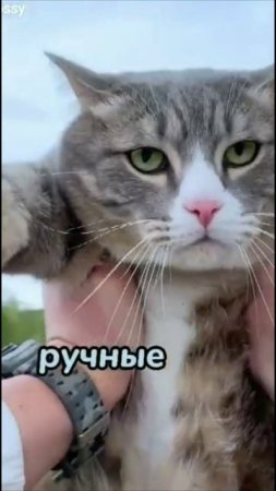 Смешные коты #66-1