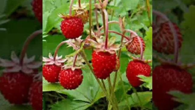 буква Ӕ       ч 2