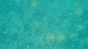 E64 Нырялка за 2 видами гребешка. Бухта Боярин, Владивосток. Вода +5