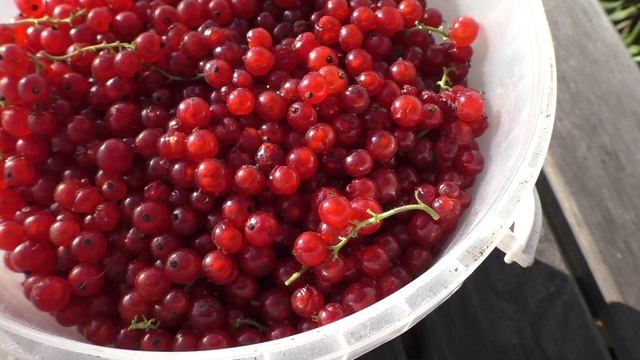 Урожай красной смородины