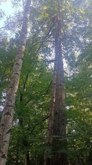сам решу - последний самурай