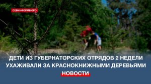 Участники губернаторских трудовых отрядов две недели ухаживали за краснокнижными деревьями