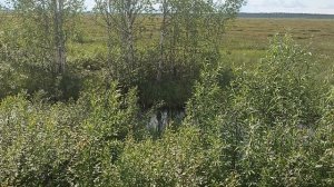 Василий возвращается домой!!!