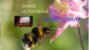 "Полет шмеля" — на балалайках, фоно и ударных. Музыка Римского-Корсакова на бис