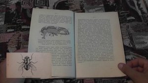 "Комнатная муха" (В.Говард, 1912)