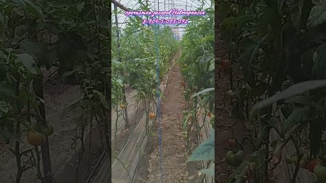 Унитаз на полтиннике