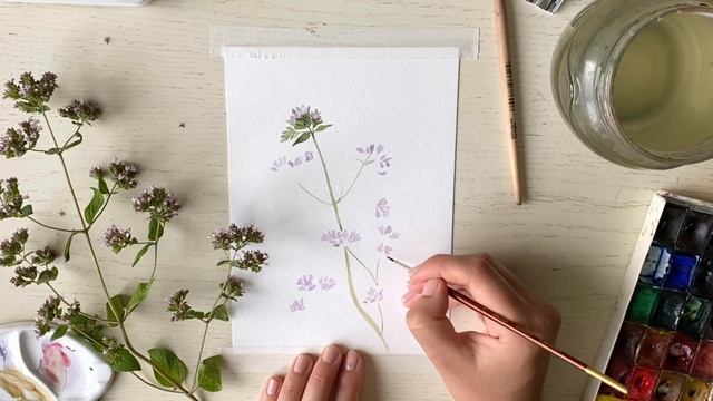 Душица + акварель. Рисуем вместе 🌾