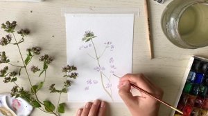 Душица + акварель. Рисуем вместе 🌾