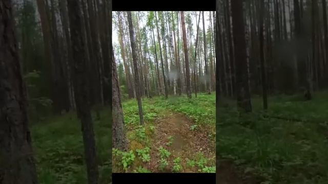 Дорога к избушке