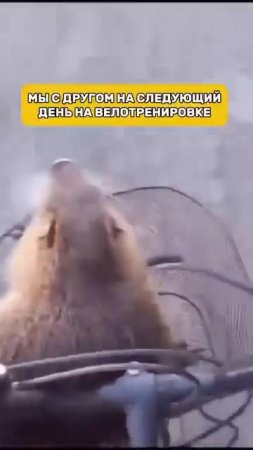 Перешли другу, которому подготовил бы такую участь