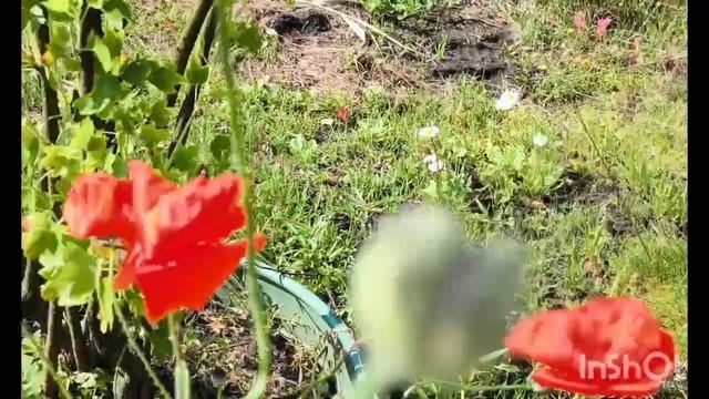 Будни на даче. Цветы.