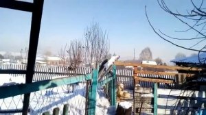 Испекла в духовке пирогов с ливером Муж пошёл яйца собирать в стайку