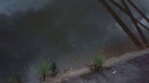 Возле лесного пруда. Велопоход 12.07.25, часть 24.