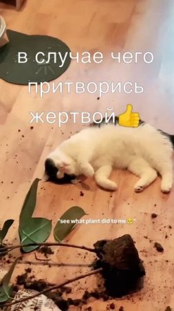 #юмор #прикол #приколы #угар #ржака #ржач #смех #смешно #кот #котики #животные #милота #весело #яппи