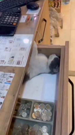 cat sleeps in a drawer
