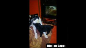 По улице - испуганный щенок.Голодный и с больною лапой.Скорей в Приют!Там Слава будет тебе папой.