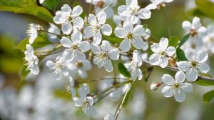 Звуки природы