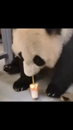Панда Диндин в жару охлаждается мороженым 🐼🐼🐼
