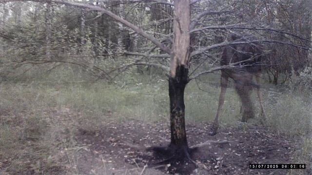 Самец косули и странный лось