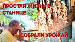 612 Жизнь семьи на юге. Первый урожай собрали.