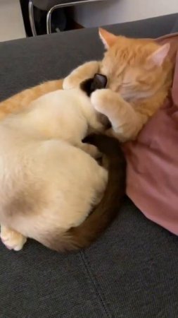 cat love