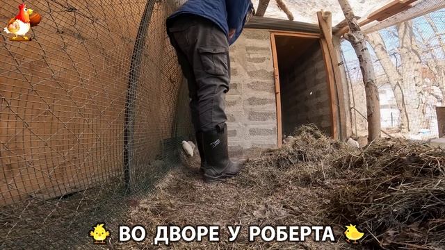 Содержание кур в домашних условиях и других птиц во дворе у Роберта 🐣🐤🦆🐔🪿🦃 (52)