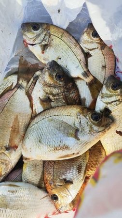 Рыбалка с берега на Чёрном море Джубга морской карась на морского червя